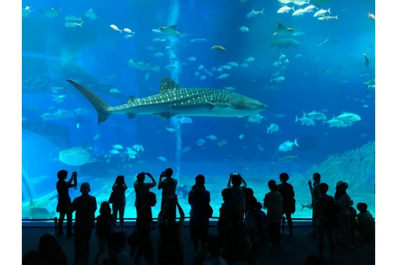 インバウンド人気観光地ランキング18位「沖縄美ら海水族館」の人気の理由・インバウンド対策とは